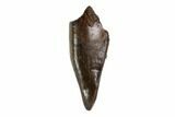 Tyrannosaur (Nanotyrannus) Premax Tooth - South Dakota #97451-1